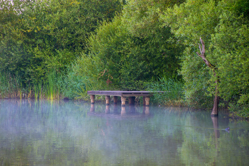 View of a lake in the forest