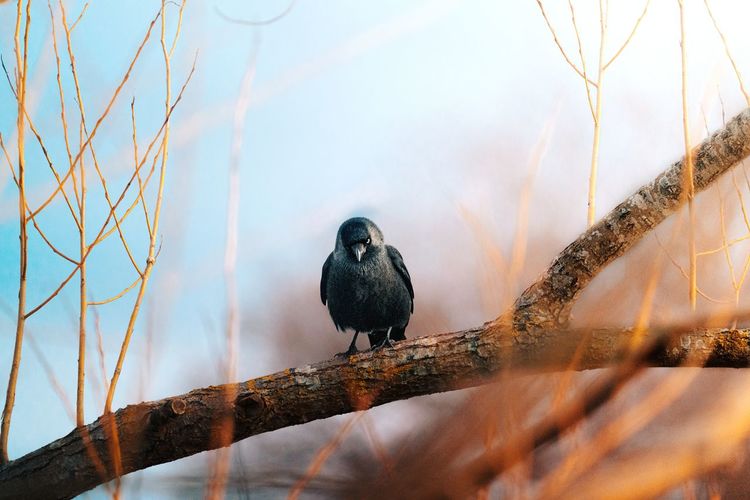 Jackdaw perched on a branch