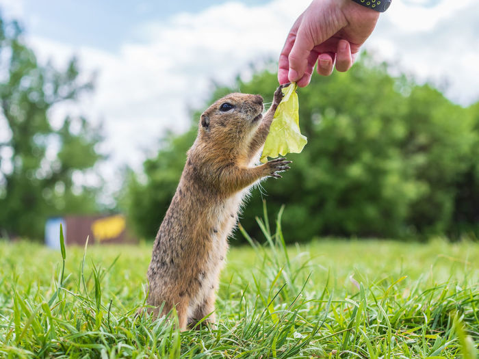 European gopher is taking for a leaf of lettuce from a person. close-up. portrait of a rodent. 