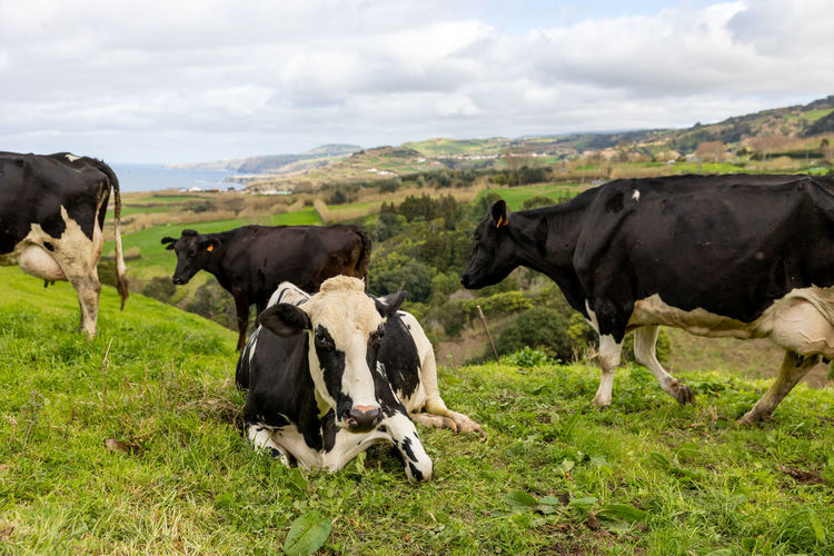 Cute cows at the azores islands, on pasture, view to the ocean.