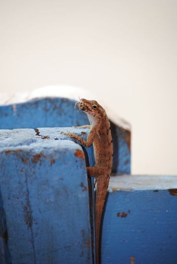 Close-up of lizard on wall against clear sky