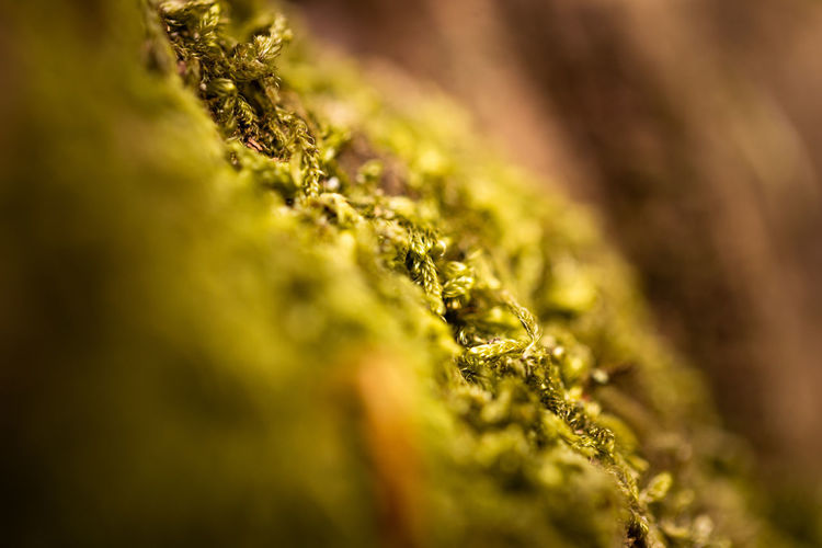 Macro shot of lichen on moss