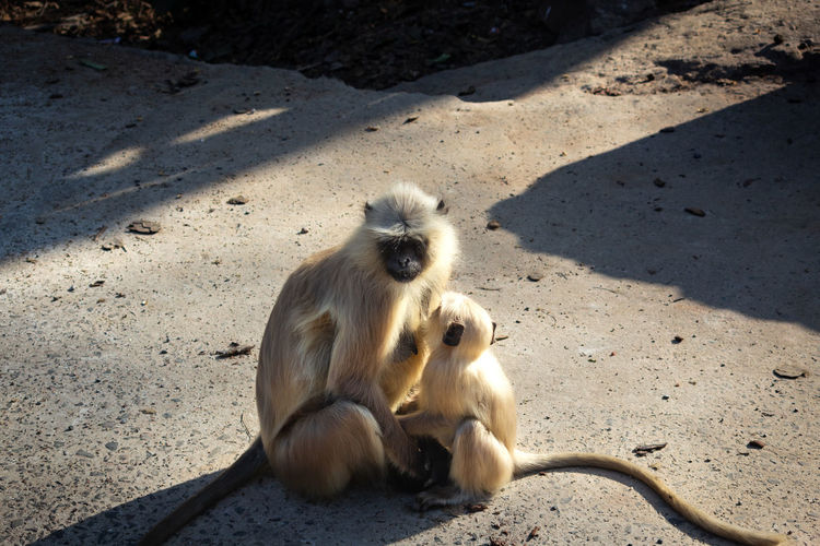 High angle view of monkey sitting on floor