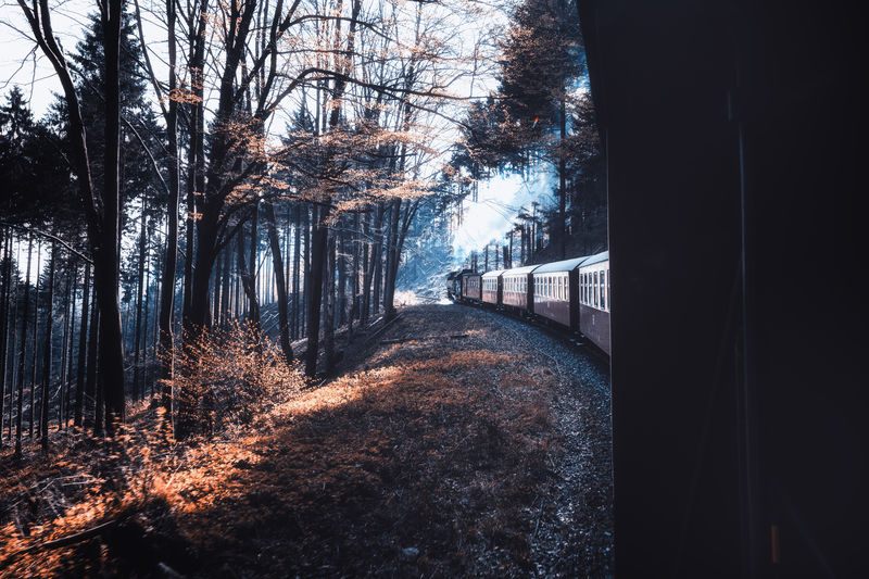 Train in forest during winter