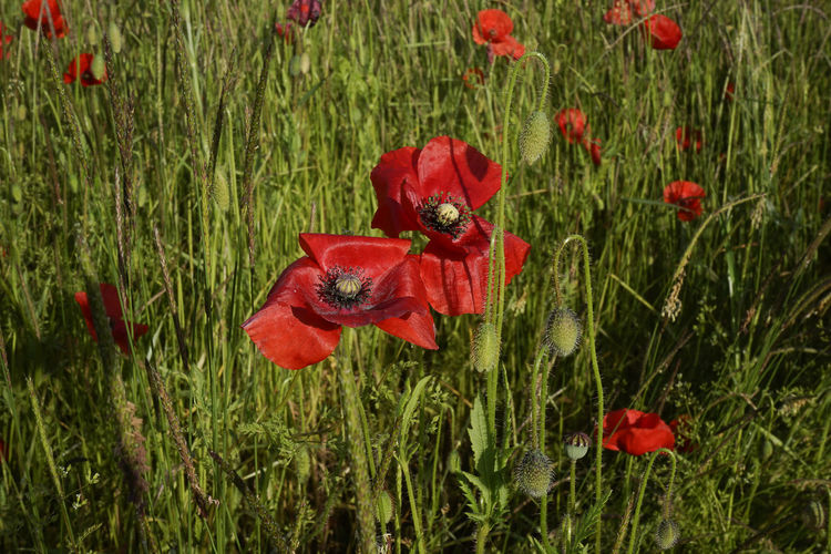 Red poppy flowers blooming on field