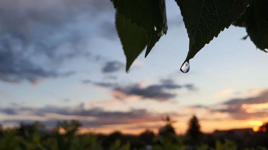 Close-up of raindrops on plant against sky at sunset