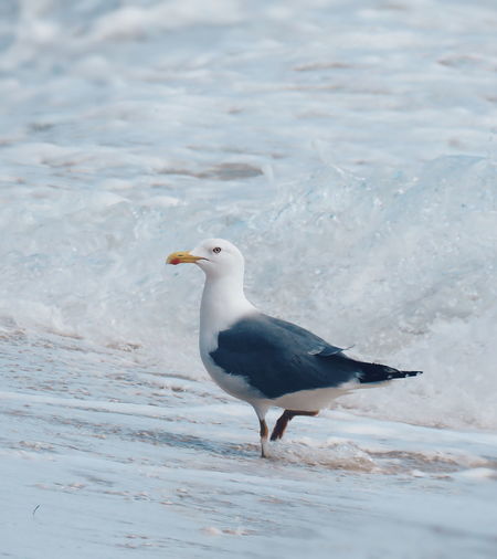 Seagull on beach
