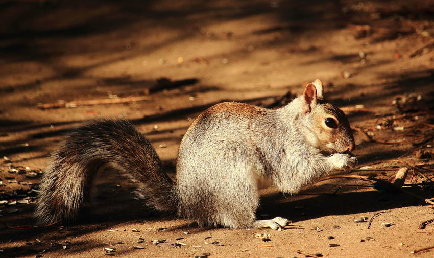 Close-up of squirrel