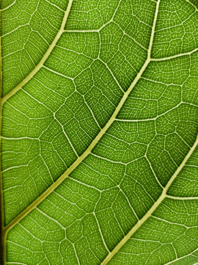 Full frame shot of leaf