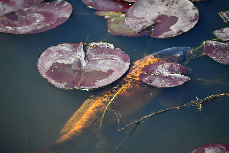 Close-up of leaves floating on lake