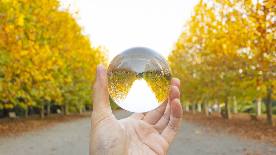 Close-up of hand holding crystal ball against trees in park