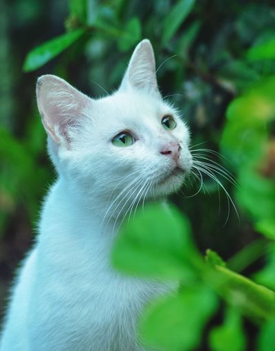 Close-up of a cat looking away