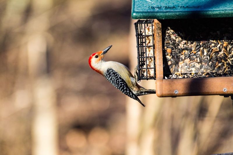 Woodpecker perching on bird feeder