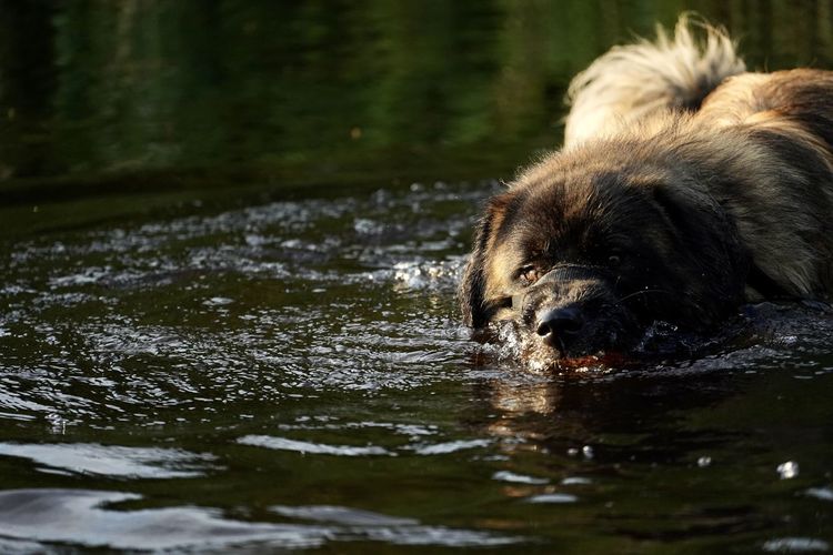 Dog swimming in lake