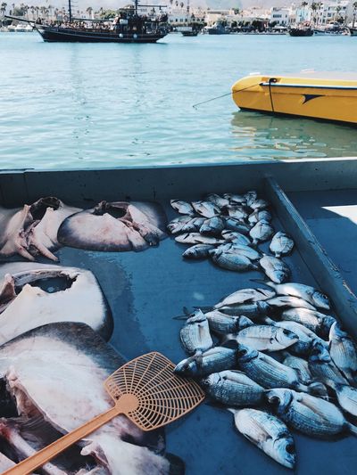 High angle view of fishes in boat on sea