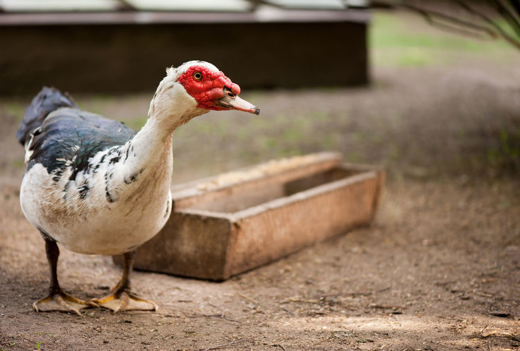 Close-up of muscovy duck on field