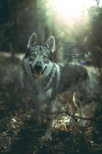 Czechoslovakian wolfdog in nature