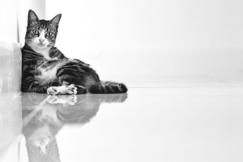 Portrait of tabby cat sitting on tiled floor