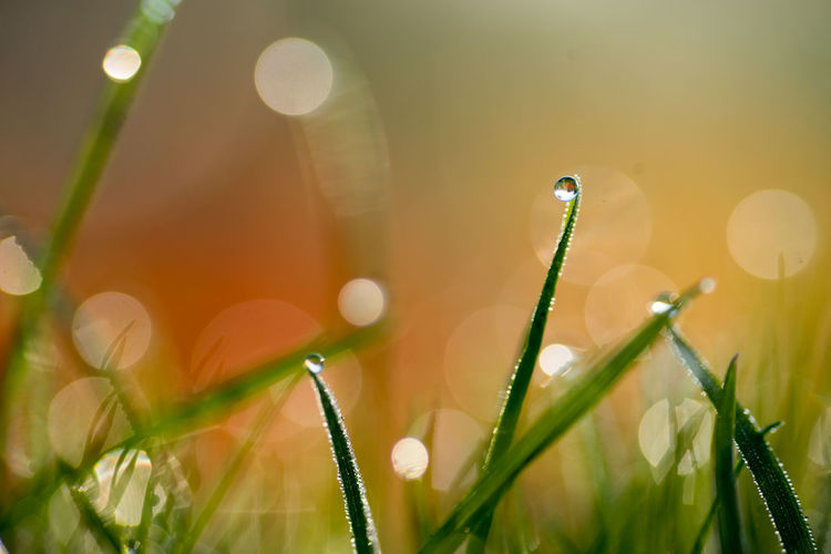 Close-up of wet plants against blurred background