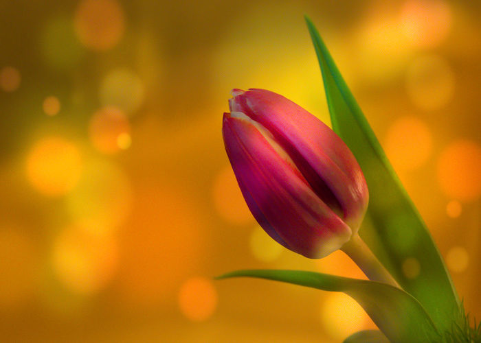 Close-up of purple tulip