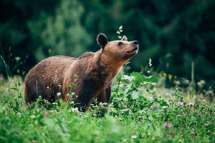 Profile view of brown bear in forest