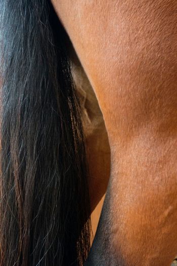 Close-up of horse pony