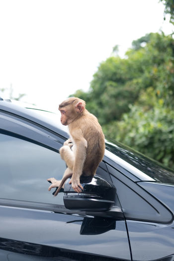 Monkey sitting on a car