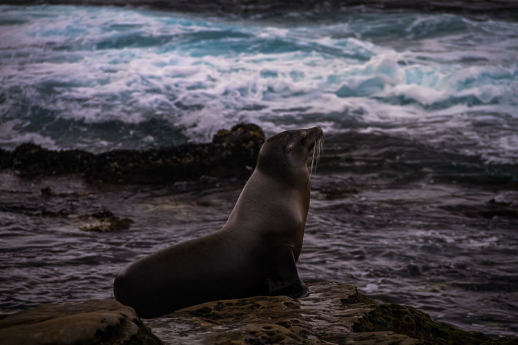 View of sea lion