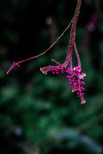 Close-up of purple flowering plant on tree