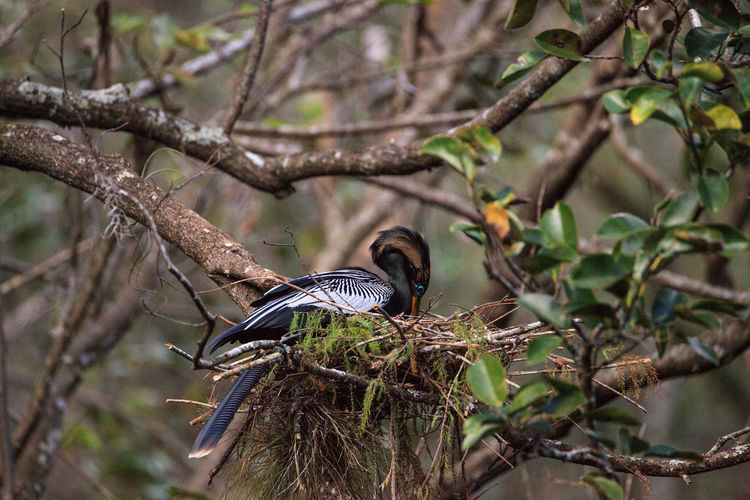Female anhinga bird called anhinga anhinga and snakebird makes a nest as she prepares to lay eggs 