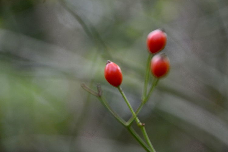 Close-up of red flower buds growing outdoors