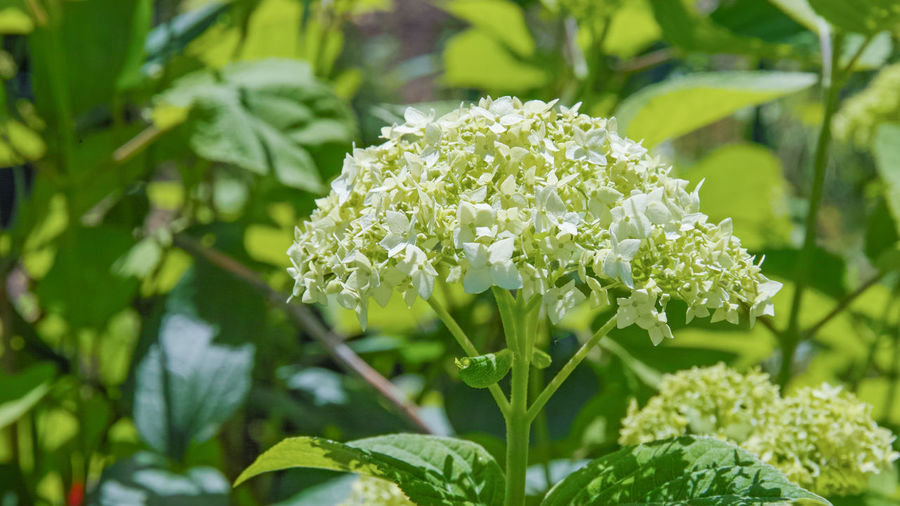 Close-up of white flowering plant hydrangea
