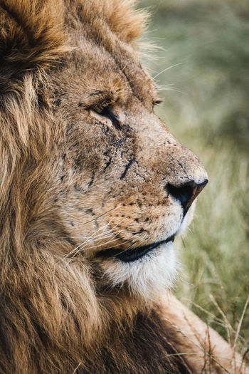 Profile shots of male lion
