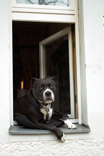 Close-up of dog lying in window and looking in camera
