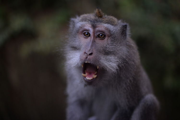 An angry monkey in asia
