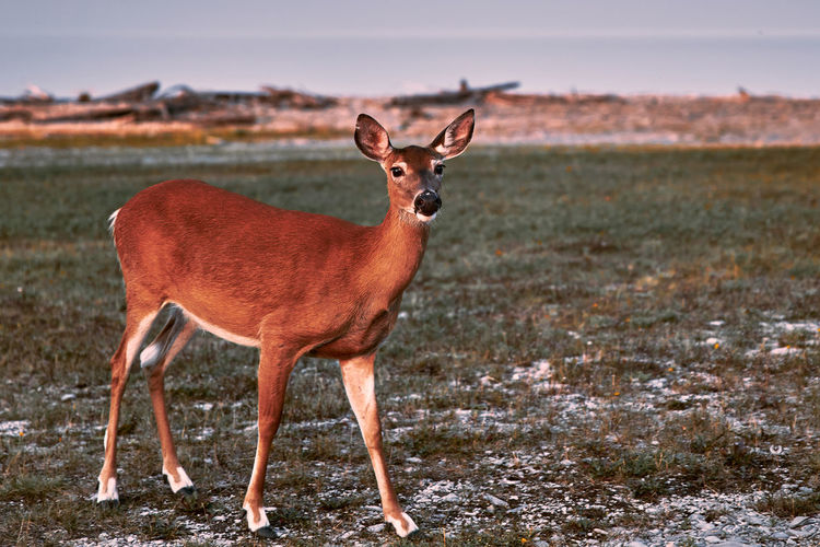Portrait of deer on land
