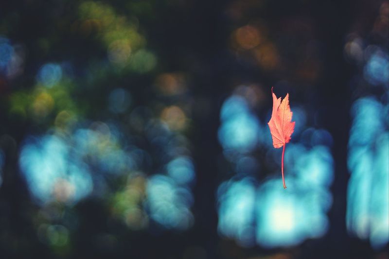 Close-up of flower against blurred background