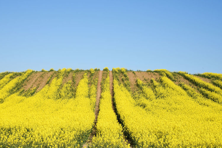 Scenic view of field against clear blue sky