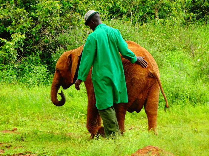 Rear view of man walking with baby elephant on field