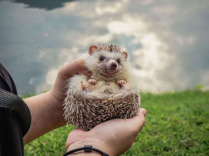 Holding hedgehog