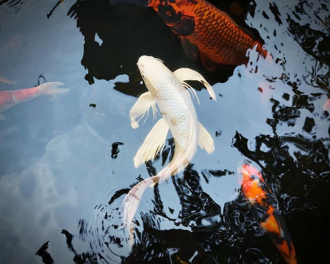 White koi fish in a pond