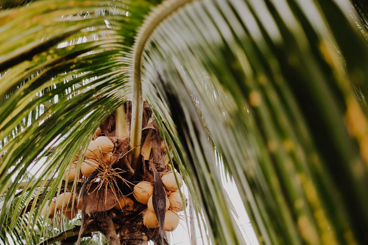 Close-up of coconut fruits on the tree