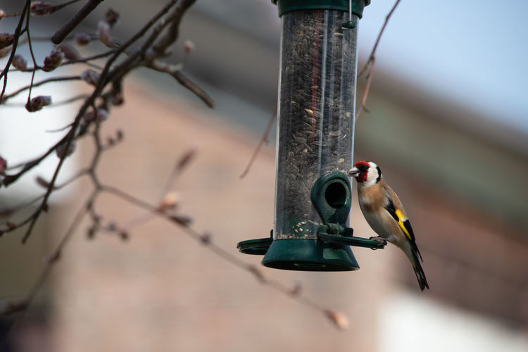 Goldfinch sits on a feeding column and feeds