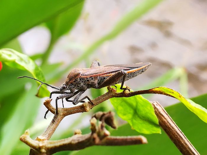 Close-up of insect perching on plant