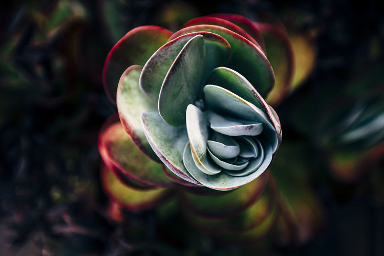 Close-up of succulent plant