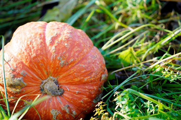 High angle view of pumpkin on field