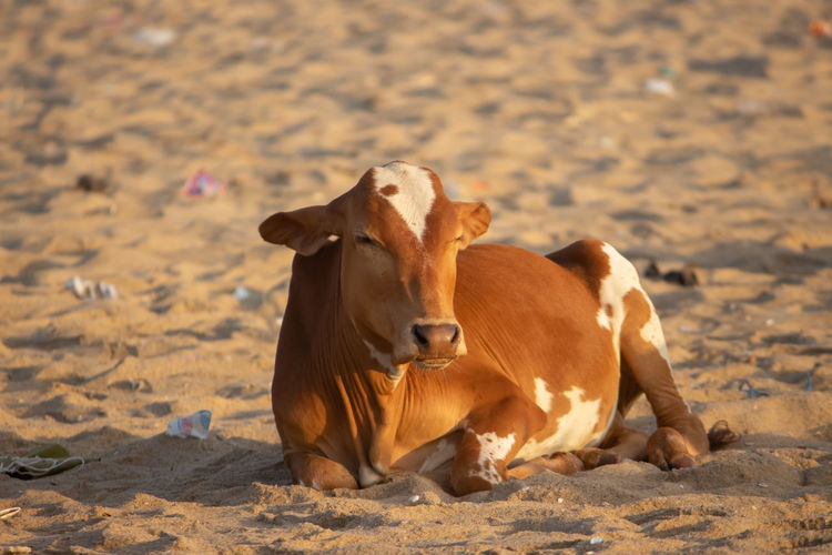 View of cows on sand