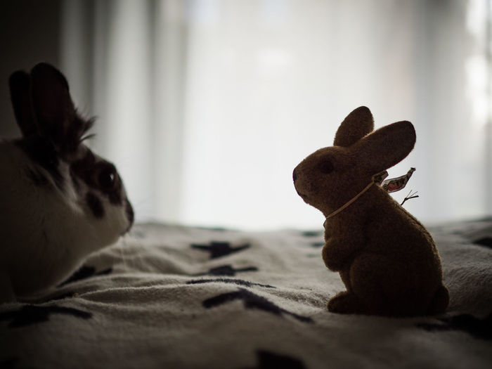 Close-up of rabbit with bunny toy on bed