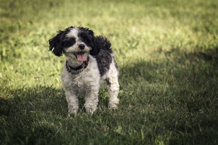 Portrait of dog standing on grassy land