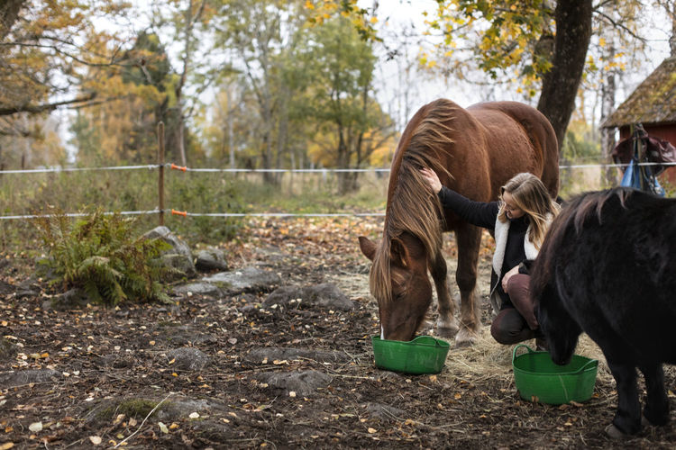 Woman feeding horses